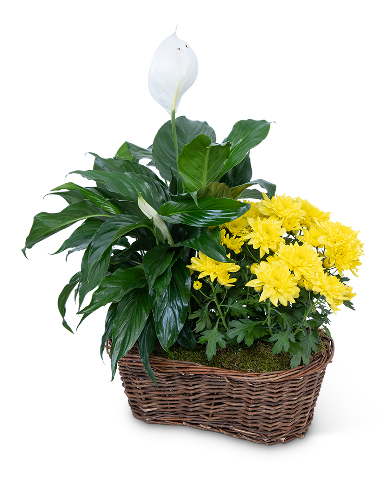 Double Plant Basket Product Image