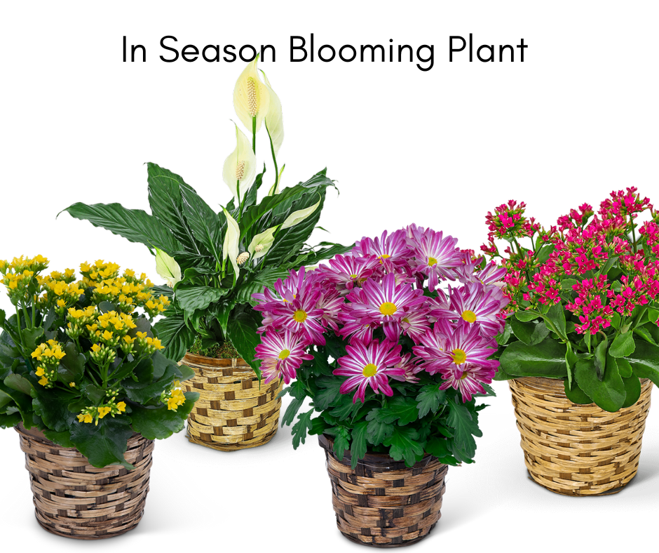 In-Season Blooming Plant Product Image