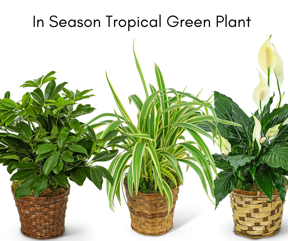 Inn-Season Tropical Green Plant Product Image